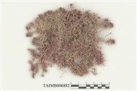 藏品(泥炭苔屬)的圖片